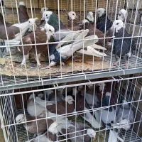 شازده ملقی|پرنده|کرمان, |دیوار