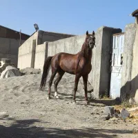 کره اسب