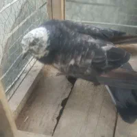 کبوتر|پرنده|بیستون, |دیوار