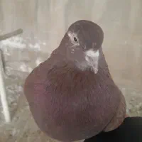 ۲تا کفتر ماده