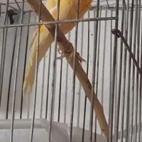 قناری و فنچ