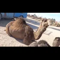 شتر زاییده|حیوانات مزرعه|مروست, |دیوار