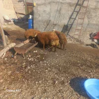 ۵ عدد توغلی واسه قربونی|حیوانات مزرعه|نیر (اردبیل), |دیوار