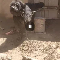 سگ ریشی|حیوانات|اصفهان, ملک‌شهر|دیوار