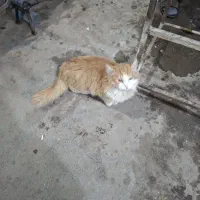 گربه اهلی|گربه|بیرجند, |دیوار