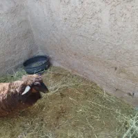 بره چاق  ۶۰۰