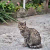 واگذاری رایگان گربه