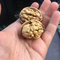 گردو و انواع خشکبار خارجی (فقط عمده)