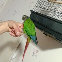 گرنچیک فول اهلی|پرنده|خوی, |دیوار