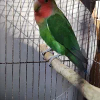 طوطی برزیلی نر