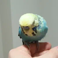 مرغ عشق انگلیسی رام