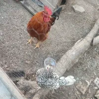 خروس|حیوانات مزرعه|مشهد, هنرستان|دیوار