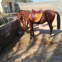 اسب نژادار