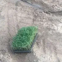 نهال گرجه درجه یک