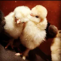 فروش جوجه محلی و رنگی و زینتی واردک