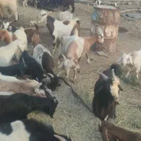 کهره ،بره، سبک و سنگین نر و ماده زیر قیمت بازار|حیوانات مزرعه|داراب, |دیوار