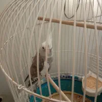 فروش عروس هلندی .|پرنده|کهک, |دیوار