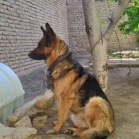 ژرمن شپردشیب داره ماده