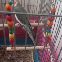 عروس هلندی|پرنده|کرج, برغان|دیوار