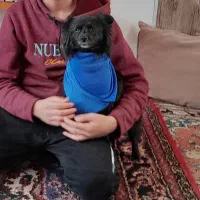 گمشده|سگ|لالجین, |دیوار