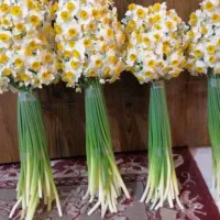 فروش نرگس شیرازبا کیفیت