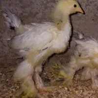 جوجه برهما لایت امپراطور فول کیفیت|حیوانات مزرعه|تهران, جمهوری|دیوار