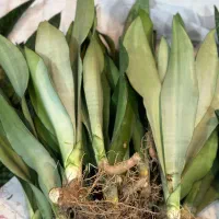 حراج سانسوریا غلافی ۵۰|گل و گیاه طبیعی|کازرون, |دیوار