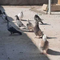کفتر  کبوتر|پرنده|مهریز, |دیوار