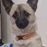 سگ شیواوا ماده