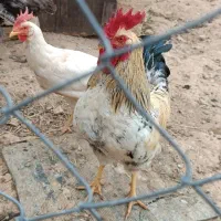 مرغ و خروس