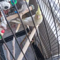 عروس هلندی نر وماده