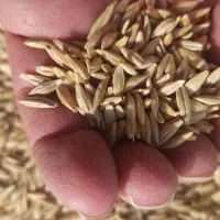 جو لری اصل برای بذر ، فقط ۲۵۰ کیلو مونده