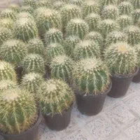 کاکتوس اچینو|عمده‌فروشی|قرچک, مهدیه|دیوار
