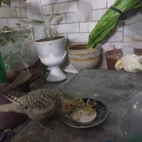 فروش یک جفت عروس هلندی