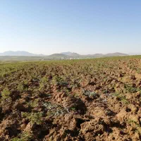 رهن-و-اجاره-زمین-کشاورزی