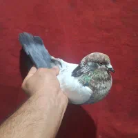 کفتر خال و پرش
