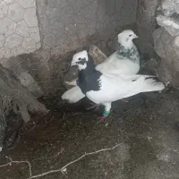 کبوتر طوقی و دم‌سفید و پلاکی سبزو‌کوهی