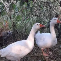 یدونه اردک ماده ویدونه قاز فروشی