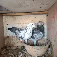 کبوتر مسافتی