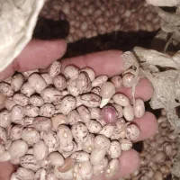 لوبیا چیتی خوش پخت