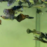 پلاتی خونی و گوپی|ماهی|یزد, |دیوار