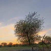 سیم کارت رند