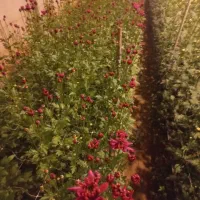 فروش انواع گلهای داوودی|گل و گیاه طبیعی|بادرود, |دیوار