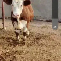 طلیسه سیمینتال آبستن سنگین وزن بالای ۶۵۰