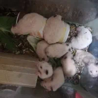 فروش یکجاهمسترها