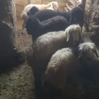 بره پرواری و بره شیری|حیوانات مزرعه|شهرکرد, |دیوار