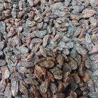 پخش عمده جزئی و خشکبار  شیره عسلی  عسل طبیعی|خوردنی و آشامیدنی|گلستان (تهران), |دیوار