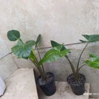 همه 100تا200|گل و گیاه طبیعی|نیشابور, شهید بهشتی|دیوار