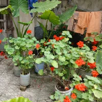 گل بابا ادم وشمعدانی