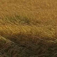 شالی فجر درجه 1 بذری|خوردنی و آشامیدنی|سنگدوین, |دیوار